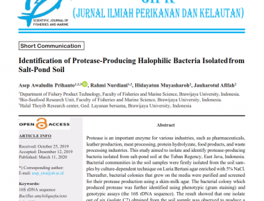 Identification of Protease-Producing Halophilic Bacteria Isolated from Salt-Pond Soil